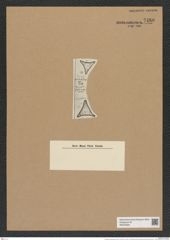 Triceratium simplicissimum Witt. (de-Toni-Nr.: Genus 140, Species 4003) Zeichnungen Sammlung Grunow Nr. 7480 (NHMW-BOT-W0376594)